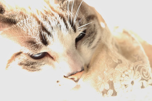 今年最後のねこ劇場_a0333195_21063951.jpg