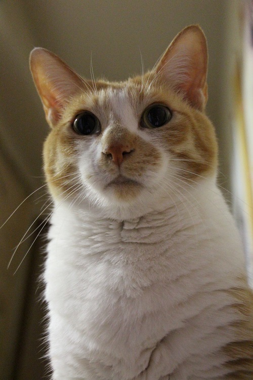 今年最後のねこ劇場_a0333195_21070595.jpg