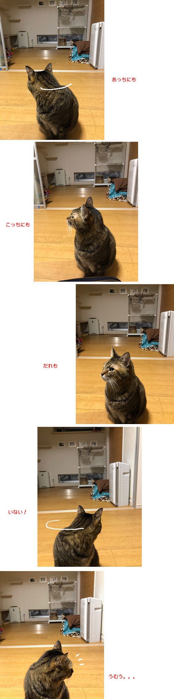 甘える健＆新入り黒猫「のりこ」さん_d0071596_22250861.jpg