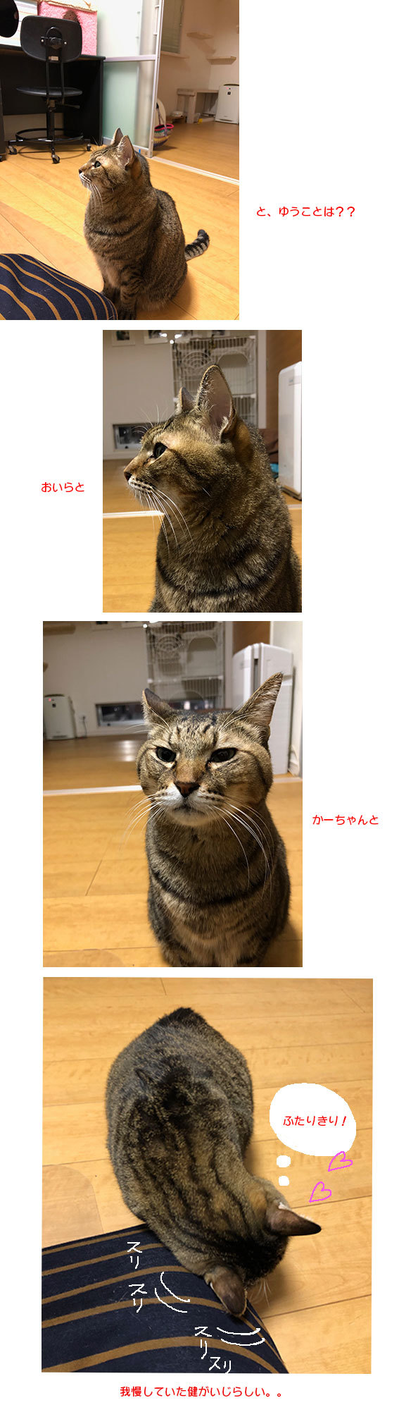 甘える健＆新入り黒猫「のりこ」さん_d0071596_22254618.jpg