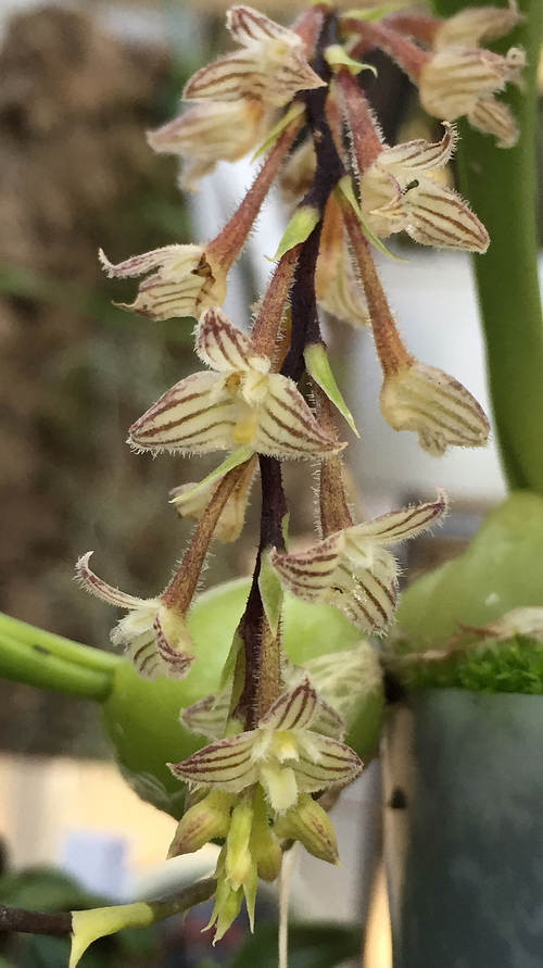 今年もあと数時間;Bulb.lindleyanum_d0007501_09541280.jpg