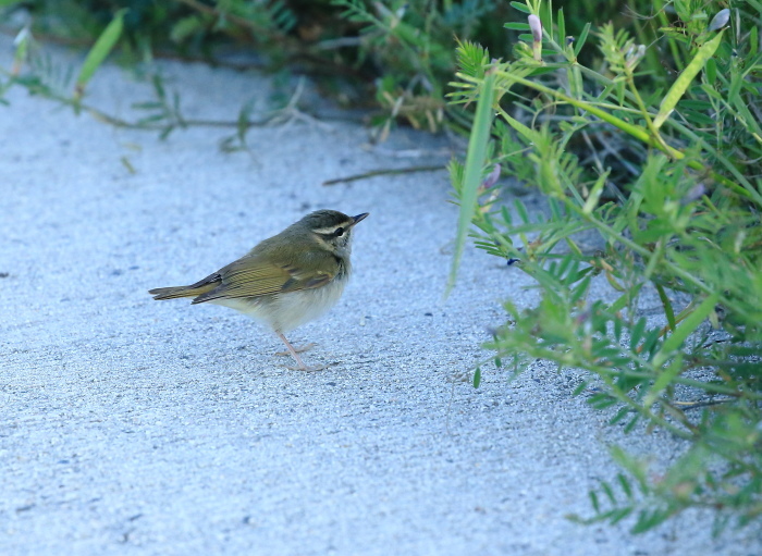 2019:②心に残る野鳥さん５月～８月_c0319902_05585399.jpg