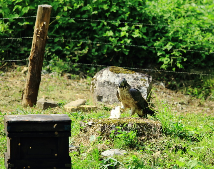 2019:②心に残る野鳥さん５月～８月_c0319902_06185160.jpg