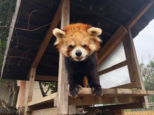 12月から・・・_c0290504_18441712.jpg