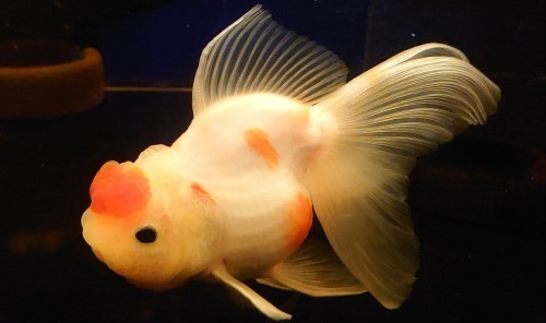 在籍魚の記録 志村産 桜東錦 Today S Memory