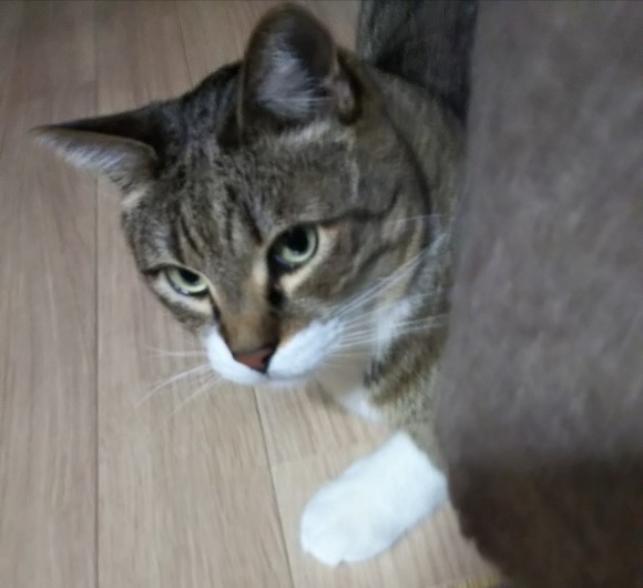 お正月飾りをだして_f0316507_22414102.jpg