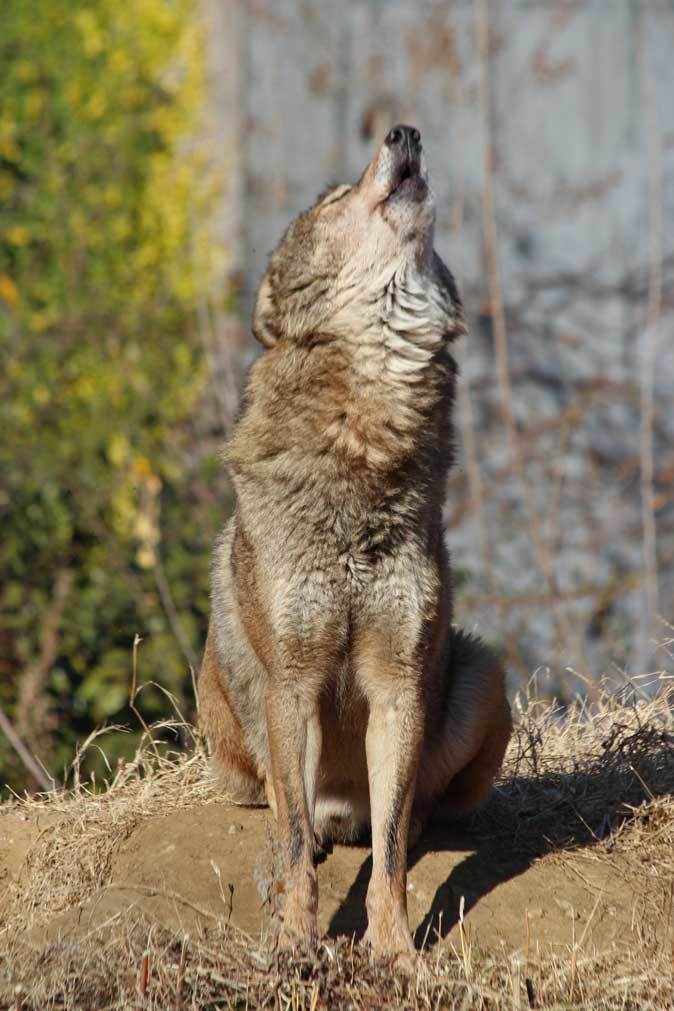 1月の多摩 オオカミたちの遠吠えと走るモウコノウマ 続々 動物園ありマス