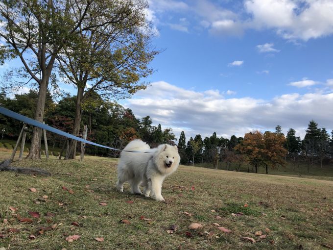 2019年11月後半 インスタ写真集 その1_f0128542_00233198.jpg