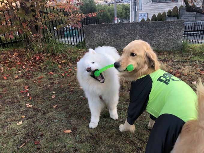 2019年11月後半 インスタ写真集 その1_f0128542_00352907.jpg