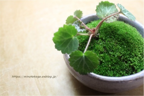 身の丈の優しい苔盆栽_e0343145_23242439.jpg