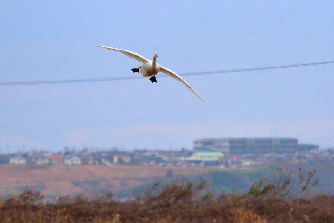 白鳥12/26その3_e0403850_14010665.jpg