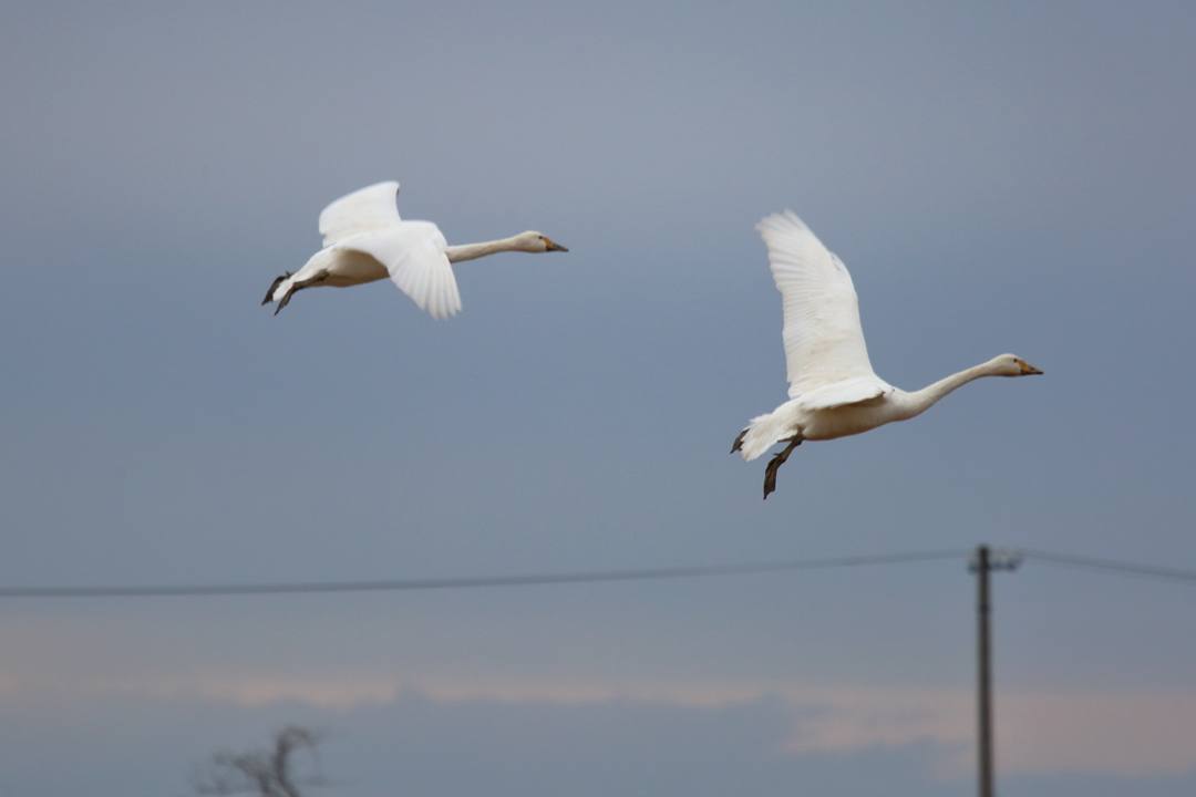 白鳥12/26その3_e0403850_14010667.jpg