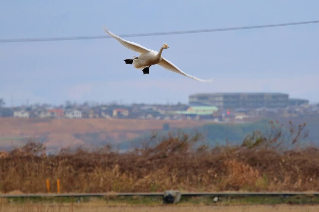 白鳥12/26その3_e0403850_14011248.jpg