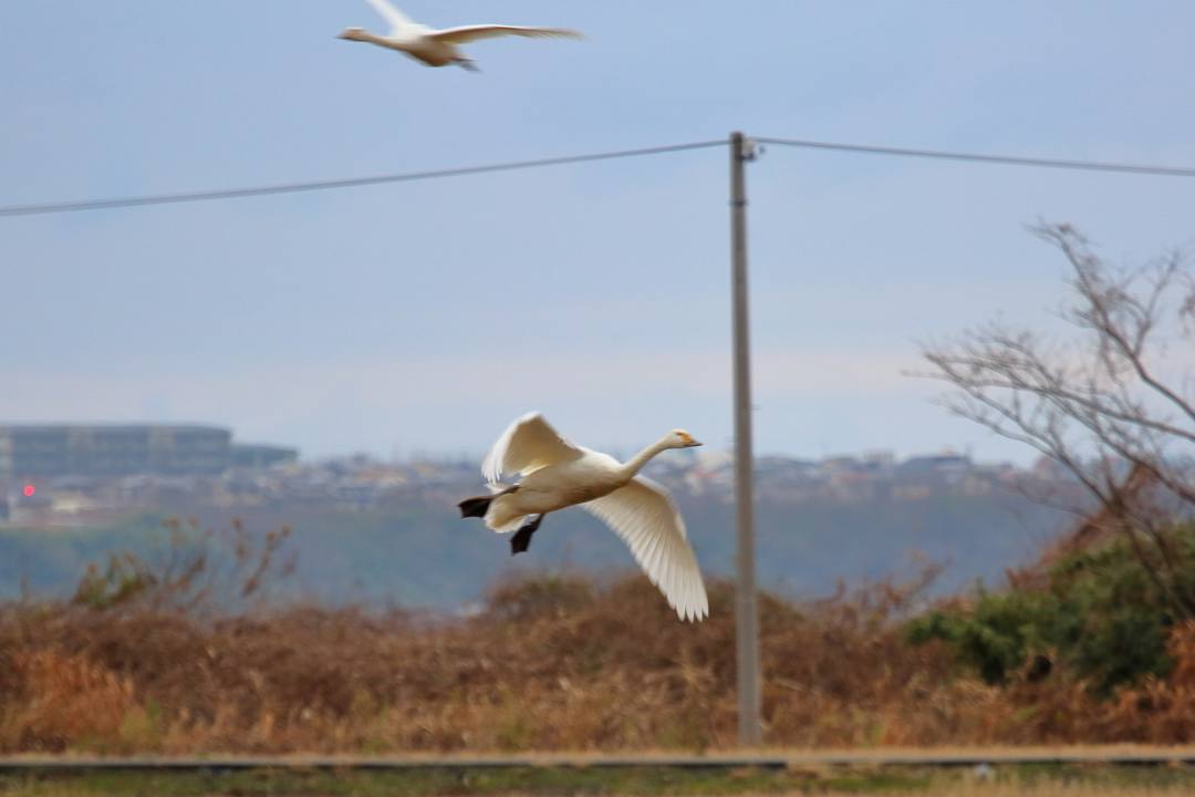白鳥12/26その3_e0403850_14011388.jpg