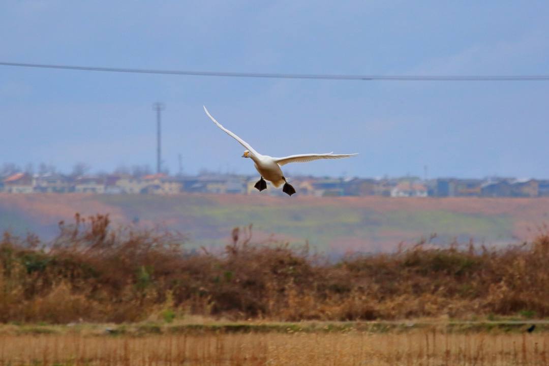 白鳥12/26その3_e0403850_14012026.jpg