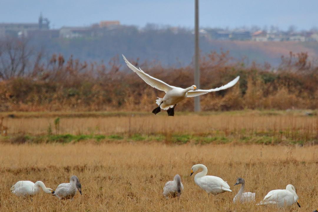 白鳥12/26その3_e0403850_14012150.jpg