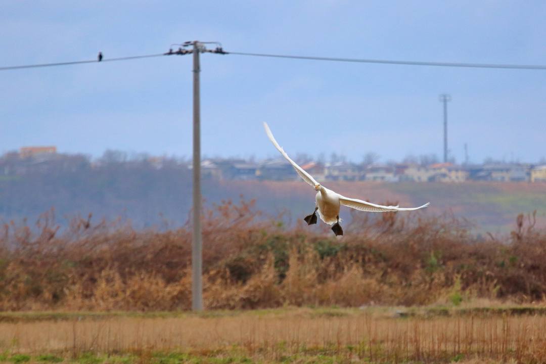 白鳥12/26その3_e0403850_14012169.jpg