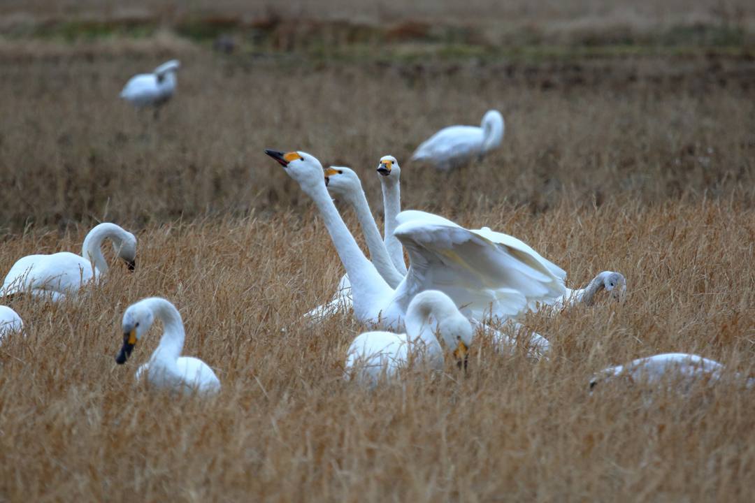 白鳥12/26その3_e0403850_14012802.jpg