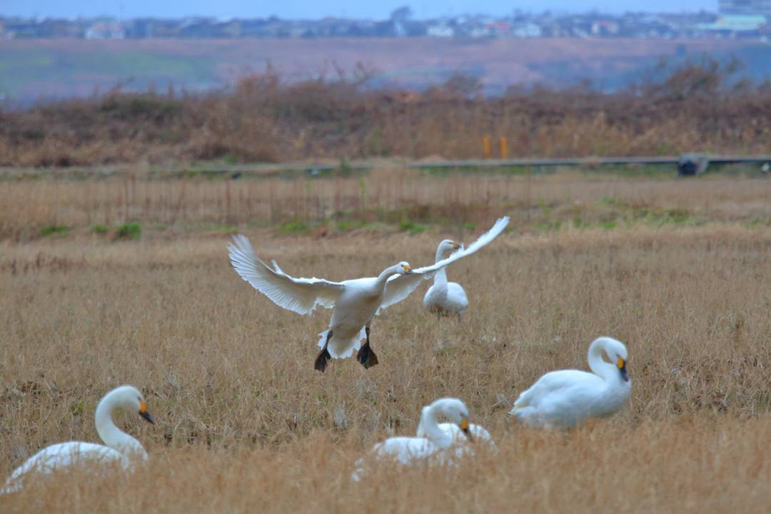白鳥12/26その3_e0403850_14012878.jpg