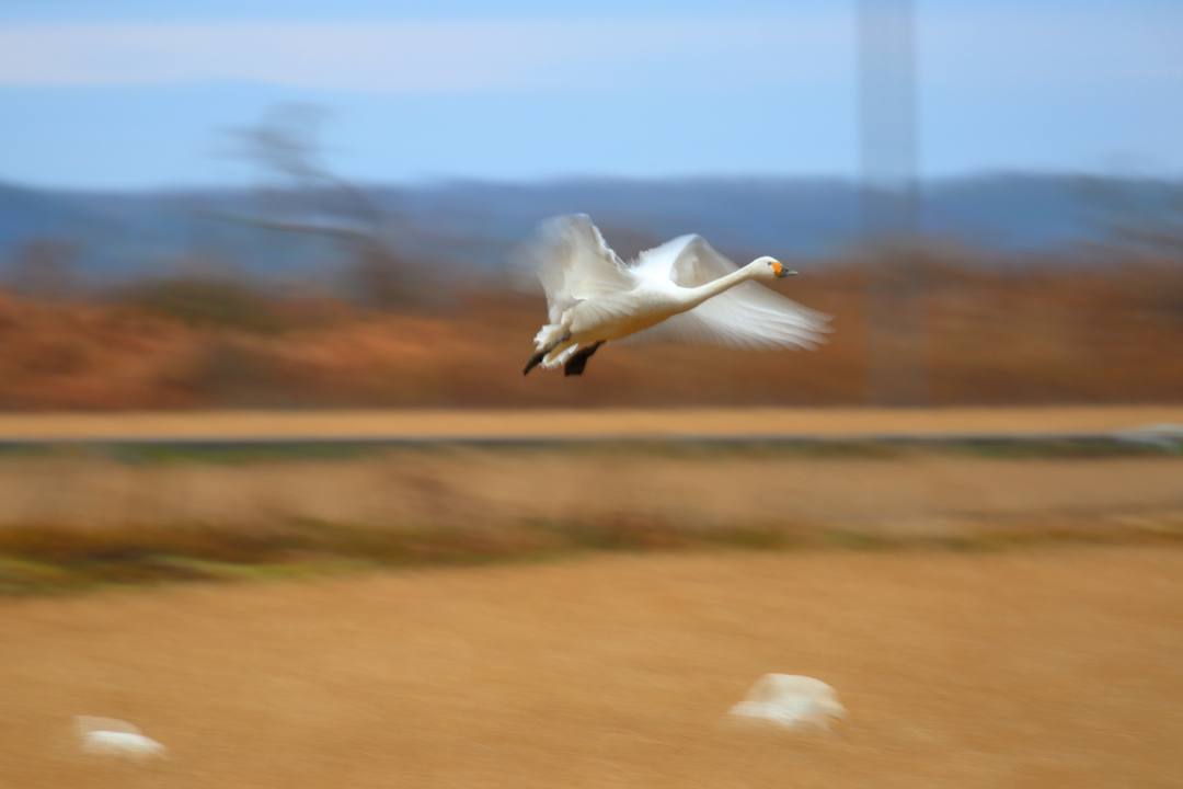 白鳥総集編2019~2020 その5_e0403850_14020448.jpg