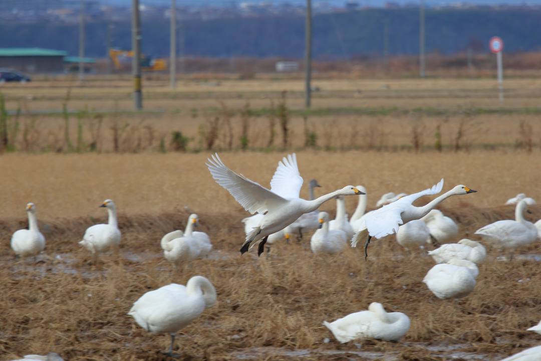 白鳥12/28_e0403850_20120798.jpg