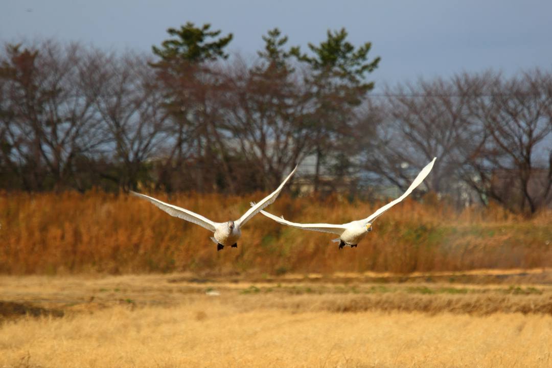 白鳥12/28_e0403850_20121477.jpg