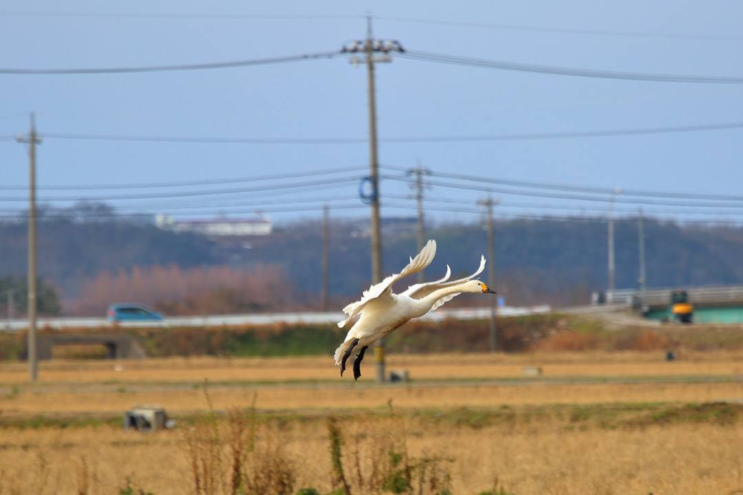 白鳥12/28_e0403850_20122401.jpg