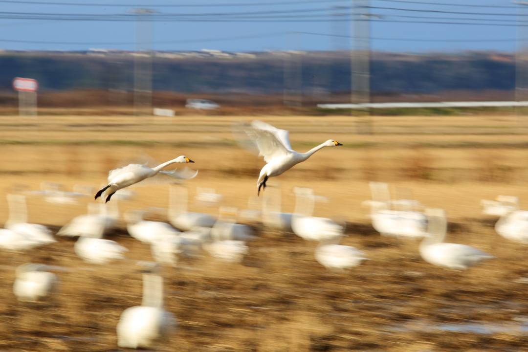 白鳥12/28_e0403850_20135111.jpg