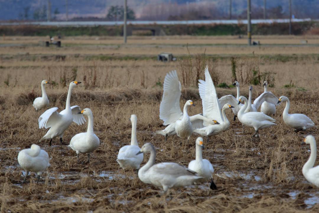 白鳥12/28_e0403850_20135158.jpg