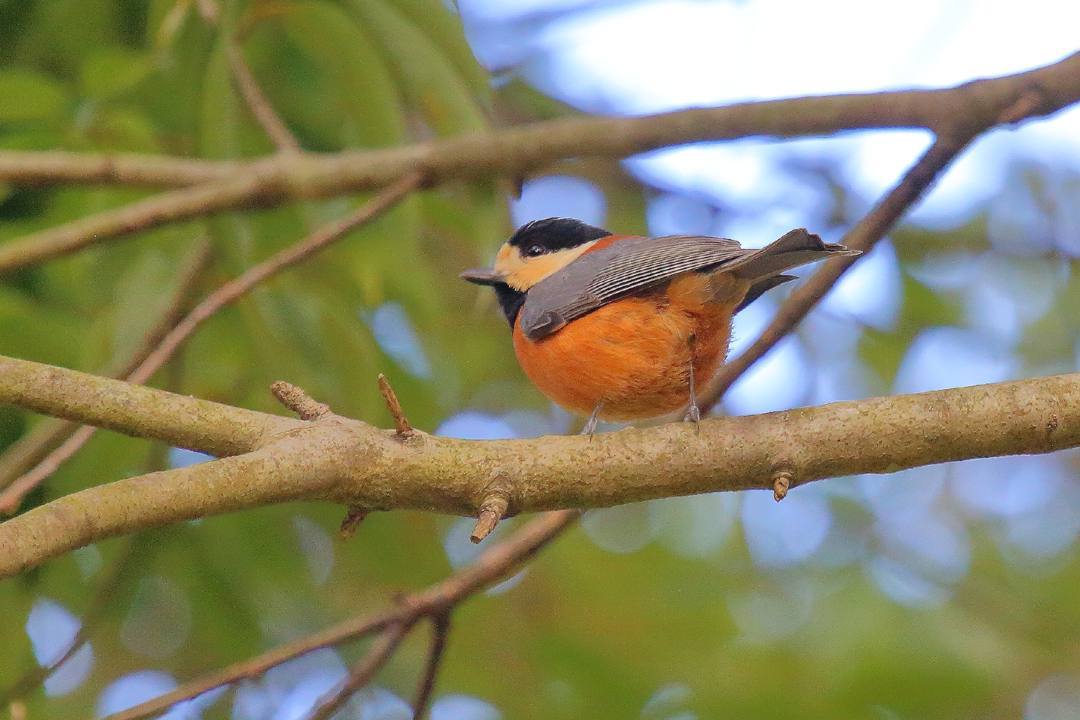白鳥12/28_e0403850_20141542.jpg