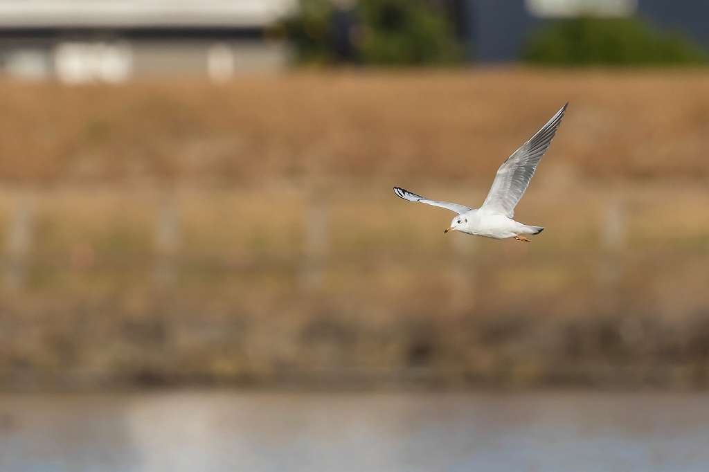 カンムリカイツブリに煽られたカイツブリ_f0044056_14545552.jpg