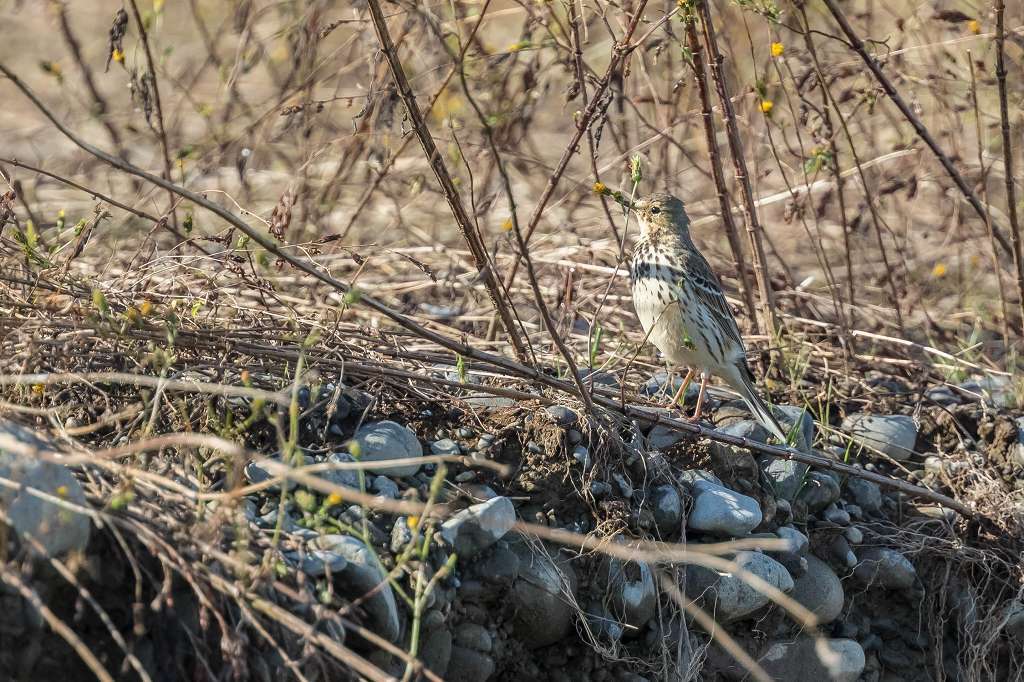 カンムリカイツブリに煽られたカイツブリ_f0044056_14555747.jpg