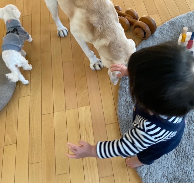dog&boy 愛しすぎる存在 そして 健やかな成長に・・・_a0165160_17282870.jpg