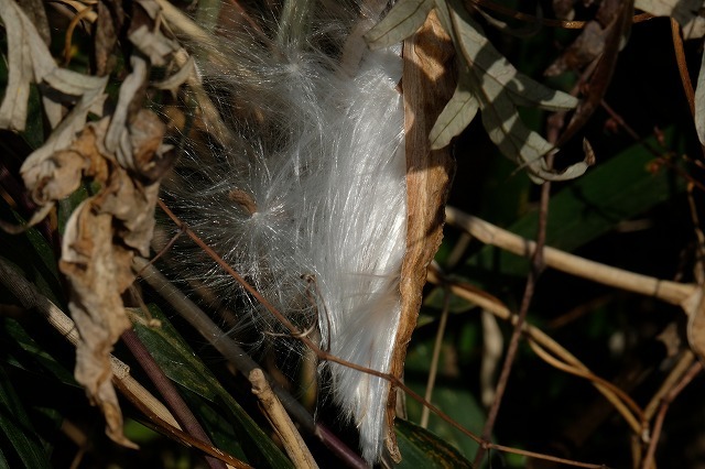 種髪飛ぶ 2 ガガイモ 19 12 30 舞岡公園の自然２