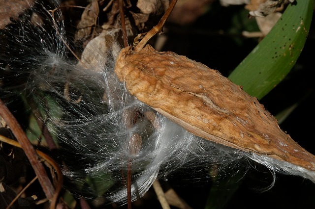 種髪飛ぶ 2 ガガイモ 19 12 30 舞岡公園の自然２