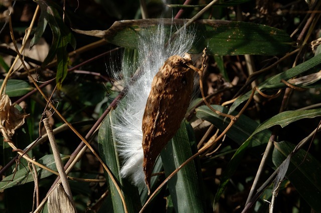 種髪飛ぶ 2 ガガイモ 19 12 30 舞岡公園の自然２