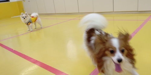 もうい~くつ寝ると~🎵お正月~🎵_f0357682_10484688.jpg