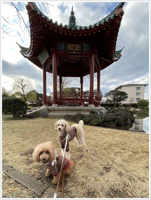 大掃除もあまりしてない、お節も作らないので、今年の筋トレ納めをしてきたよ~2019年さくらと大のお散歩写真の片付けも(*⌒∇⌒*)テヘ♪_b0175688_19261502.jpg