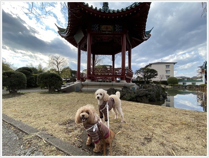 大掃除もあまりしてない、お節も作らないので、今年の筋トレ納めをしてきたよ~2019年さくらと大のお散歩写真の片付けも(*⌒∇⌒*)テヘ♪_b0175688_19261966.jpg