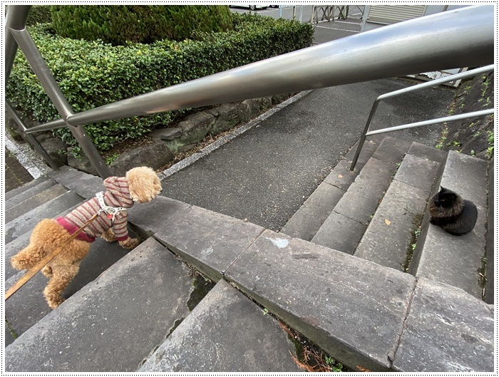 大掃除もあまりしてない、お節も作らないので、今年の筋トレ納めをしてきたよ~2019年さくらと大のお散歩写真の片付けも(*⌒∇⌒*)テヘ♪_b0175688_19323610.jpg