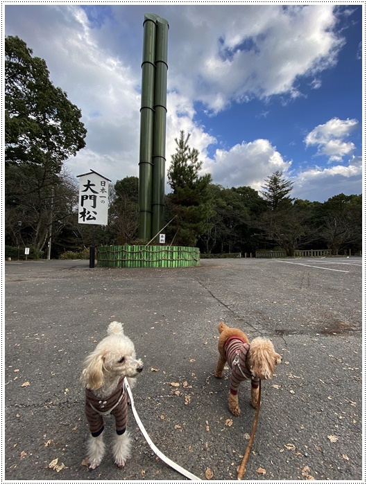 これで2019年のわんこたちの写真、全部アップできたかな。。。\\(>3(O^-)/ウフ☆_b0175688_23302307.jpg