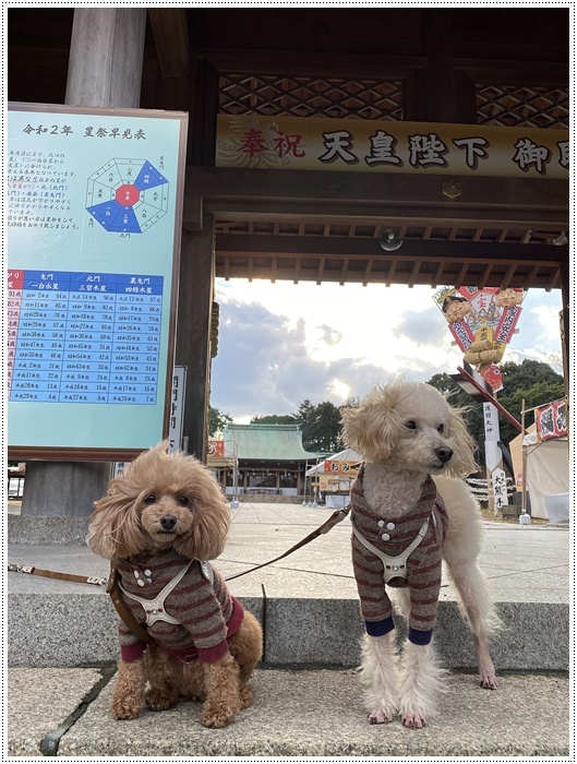 これで2019年のわんこたちの写真、全部アップできたかな。。。\\(>3(O^-)/ウフ☆_b0175688_23394368.jpg