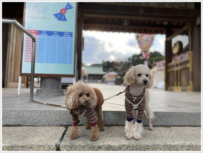 これで2019年のわんこたちの写真、全部アップできたかな。。。\\(>3(O^-)/ウフ☆_b0175688_23395364.jpg