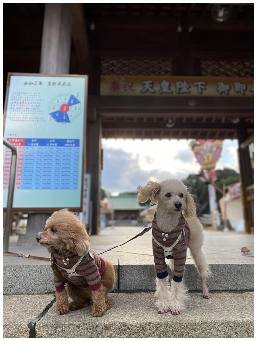 これで2019年のわんこたちの写真、全部アップできたかな。。。\\(>3(O^-)/ウフ☆_b0175688_23395979.jpg