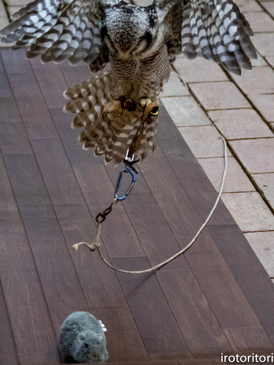 一発芸 オナガフクロウ 19 12 30 いろとりとり