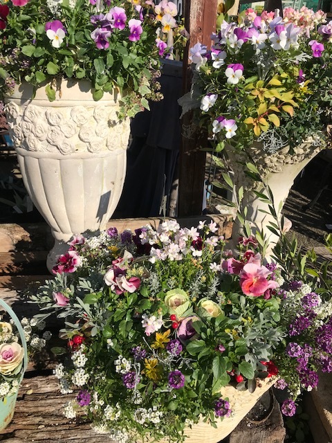 ベランダの花_f0204295_15173563.jpg