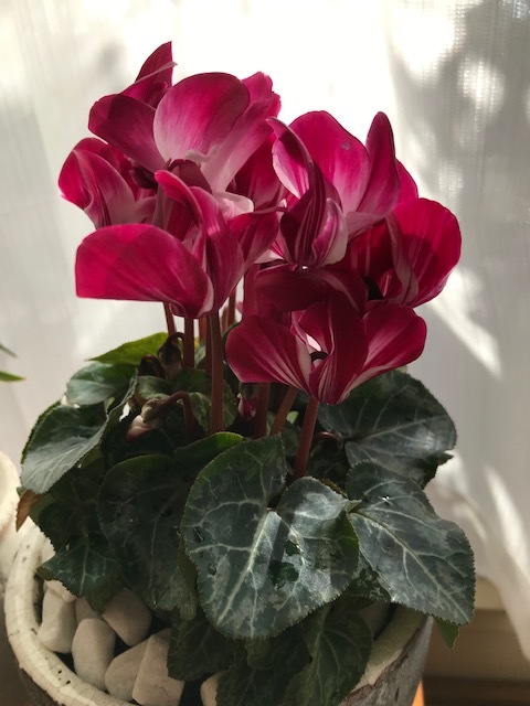 ベランダの花_f0204295_15180987.jpg