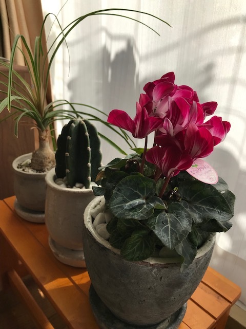 ベランダの花_f0204295_15181933.jpg