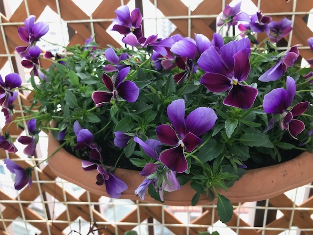 ベランダの花_f0204295_15182972.jpg