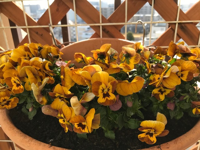 ベランダの花_f0204295_15183556.jpg